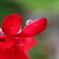 庭の花