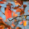 紅葉２