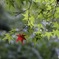 紅一点