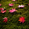 落紅葉