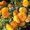CA3F0017_512