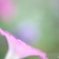 ほんわか日和❣️