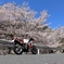 桜とバイク1