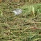 白鶺鴒のヒナ
