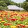 茨城県ひたち海浜公園