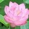 蓮の花