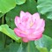 蓮の花 Ⅱ