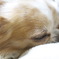 お休みなさい……zzz