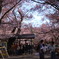 高遠城址公園