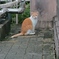 吾輩は猫でございます
