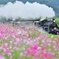 秘密の花園