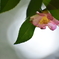 大玉ボケと花