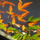 我が家の紅葉