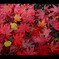 Memory of Red