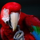 コンゴウインコ＜紅＞