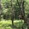 動物はいません