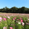 内山牧場の秋桜