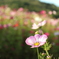 内山牧場の秋桜
