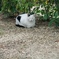 中村公園の猫20190921