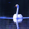 オオハクヒョウ