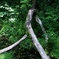 沢を跨ぐ