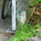 散歩途中に見かけたので撮影(白猫)