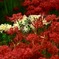 曼珠沙華