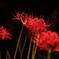 彼岸花2