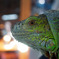Iguana iguana
