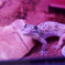 Gecko（月光）