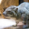 上野動物園にて002