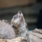 上野動物園にて003