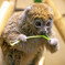 上野動物園にて005