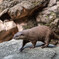 上野動物園にて007