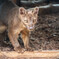 上野動物園にて008
