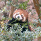 レッサーパンダ