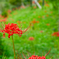 お彼岸の花