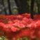 彼岸花