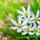 Colorful flowers