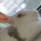 凛々しいうさぎ