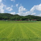 Rice Field