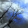 The autumn scenery which is frozen