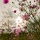 秋桜