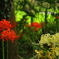 紅白の天蓋花