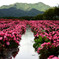 雨上がりの花畑