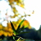 Yellow and Green