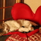 Ｉ Love 