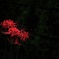 紅