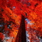 紅葉炎