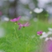 コスモスが咲きました